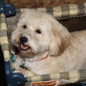 Meet your Posher, Greta